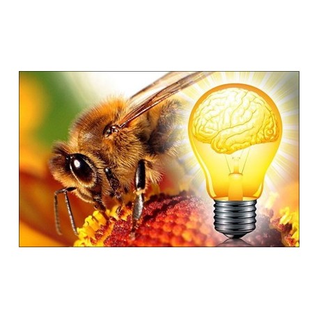 L'intelligence des abeilles