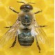 Mini-cerveau et méga-performances : ce que nous apprend le cerveau d’une abeille