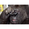 Représentations perceptives : une brique cognitive commune au singe et à l'homme ?