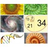La vie et l'oeuvre mathématique de Fibonacci