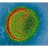 L’Origine des Virus et l’Apparition de la Vie Terrestre
