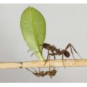 Longtemps avant les Hommes, les fourmis inventaient l'agriculture et ... la médecine