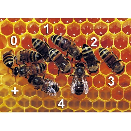 Les abeilles, bonnes en math ?
