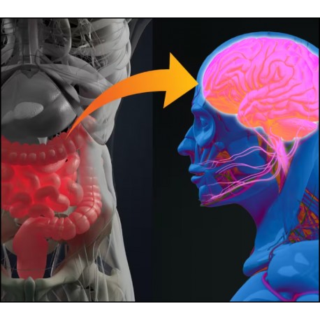 L’axe «microbiote-intestin-cerveau»