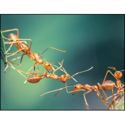 Corps, cerveau et environnement chez la fourmi