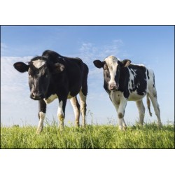 Quels élevages et quelle consommation de produits animaux pour la santé et la planète ?