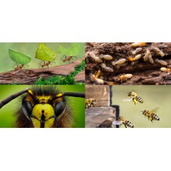 Les capacités cognitives des insectes : que peut-on en dire et en apprendre ?