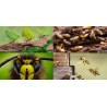 Les capacités cognitives des insectes : que peut-on en dire et en apprendre ?