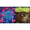 Les microbes de notre intestin et du sol, au coeur de notre santé et de la santé des plantes