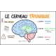 Le cerveau reptilien