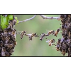 L’intelligence, le talon d'Achille des abeilles