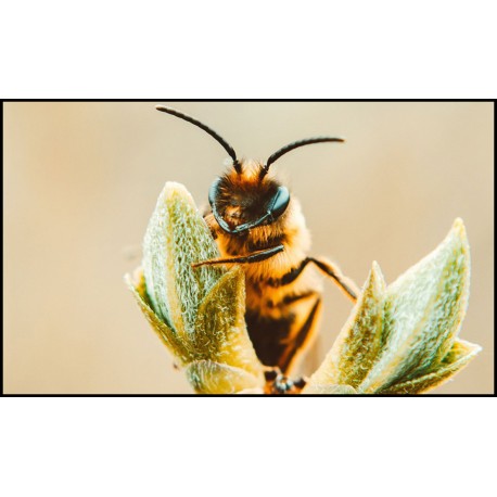 Intelligence des abeilles