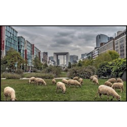 L'agriculture urbaine