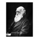 Bergson : Bergson et Darwin