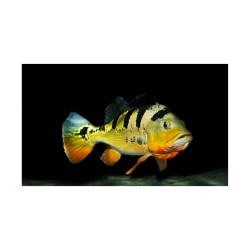 Impact de l'homme sur les poissons d'eau douce