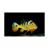 Impact de l'homme sur les poissons d'eau douce