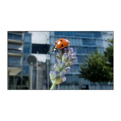 Les interactions plantes-pollinisateurs en milieu urbain