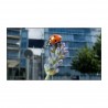 Les interactions plantes-pollinisateurs en milieu urbain