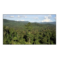 Les forêts tropicales, bientôt une source de CO2