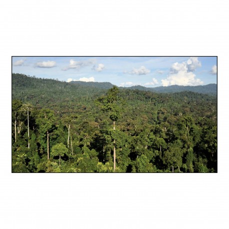 Les forêts tropicales, bientôt une source de CO2