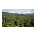 Les forêts tropicales, bientôt une source de CO2