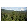 Les forêts tropicales, bientôt une source de CO2