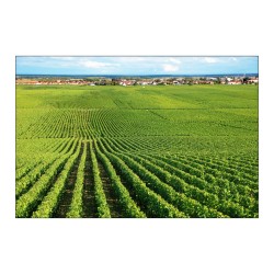 Trois choix stratégiques pour la souveraineté agri-alimentaire, notre santé et la planète