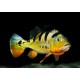 Impact de l'homme sur les poissons d'eau douce