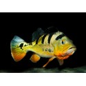 Impact de l'homme sur les poissons d'eau douce