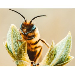 Intelligence des abeilles