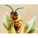 Intelligence des abeilles : révolutions et perspectives
