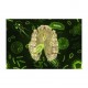 Des microbes et des hommes : le lien entre biologie et culture ?