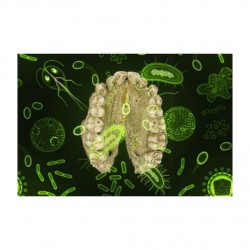 Des microbes et des hommes : le lien entre biologie et culture ?