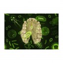 Des microbes et des hommes : le lien entre biologie et culture ?