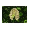 Des microbes et des hommes : le lien entre biologie et culture ?