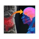 L’axe «microbiote-intestin-cerveau»