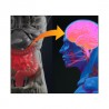 L’axe «microbiote-intestin-cerveau»