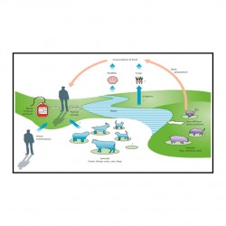 Où se cache le virus de l'hépatite E