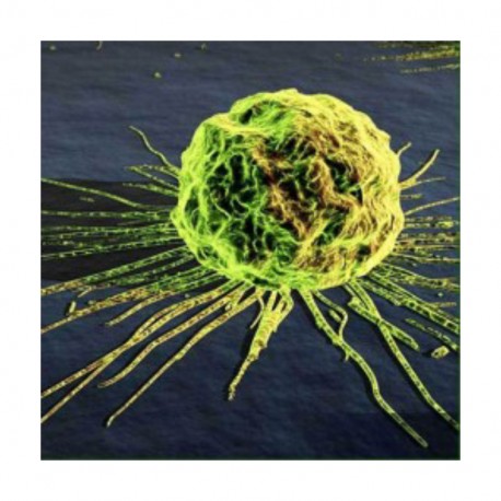 Mieux appréhender l’organisme pour comprendre enfin le cancer