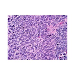 Nouveau regard sur les cellules souches