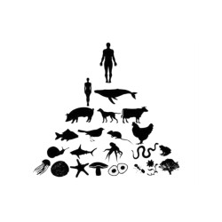 Anthropocentrisme et anthropomorphisme