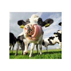 Individualités animales