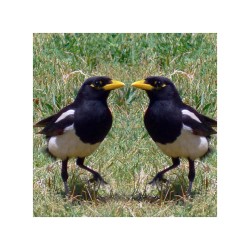 Les consciences animales