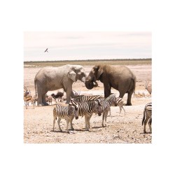 Coopération, solidarité et altruisme animales