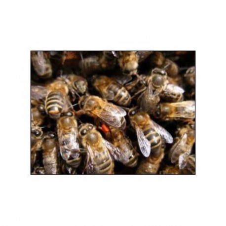 La communication animale