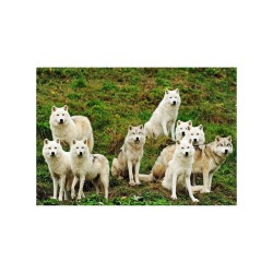 Les sociétés animales