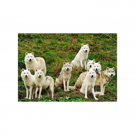 Les sociétés animales