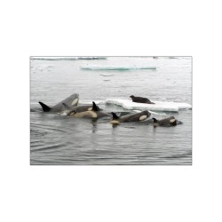 Les cultures animales