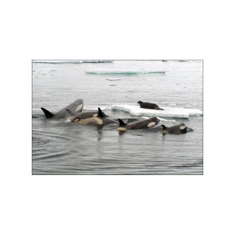 Les cultures animales