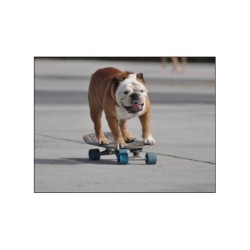 Jeux animaux, les animaux joueurs